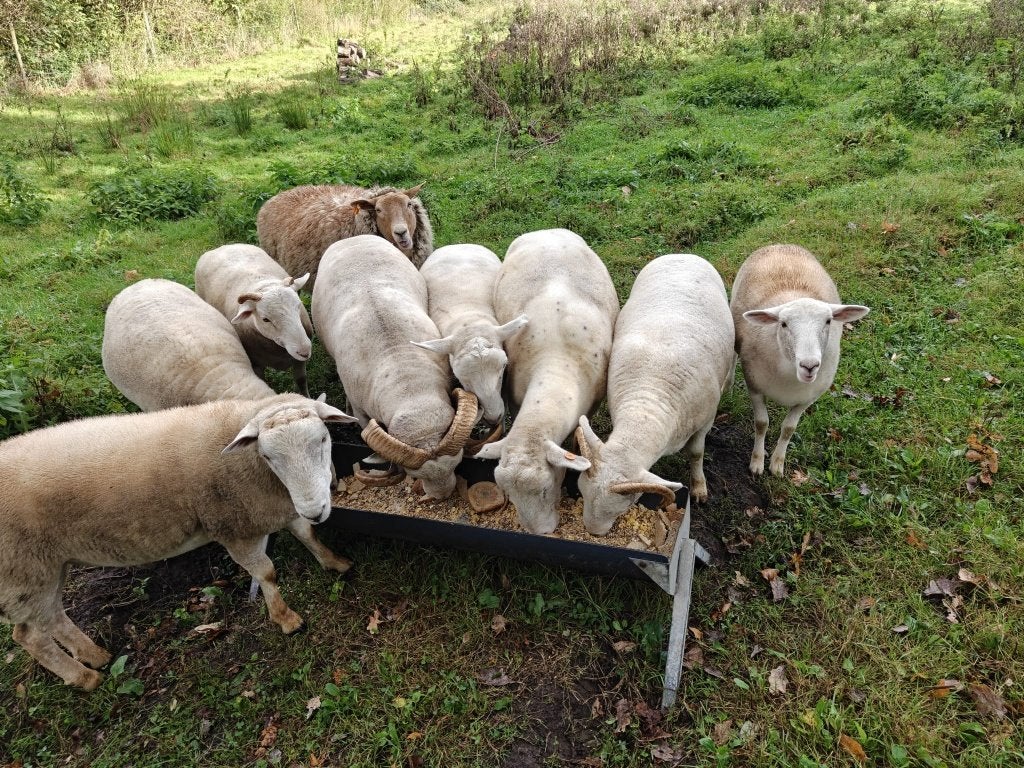 Wiltshire Horn Ram avec arbre généalogique, Animaux & Accessoires, Mâle, Mouton, 3 à 5 ans