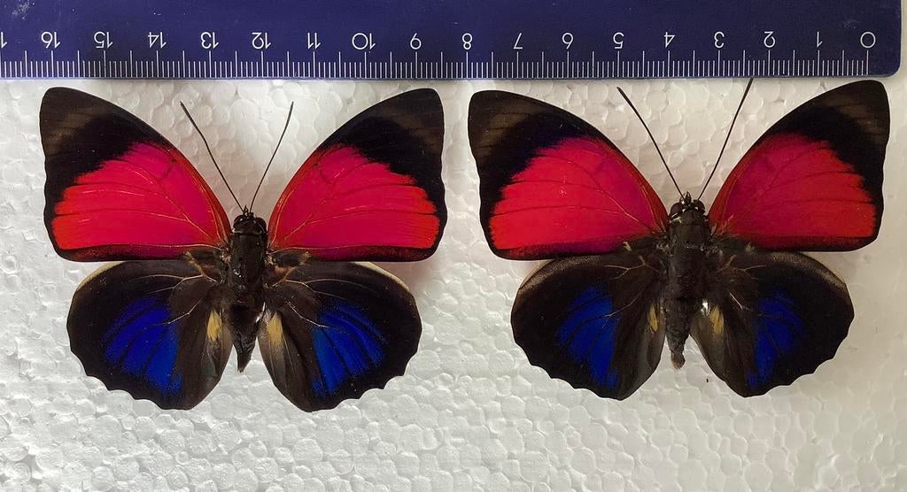 Agrias claudina lugens, 18 € / exemplaar, Ophalen of Verzenden, Zo goed als nieuw