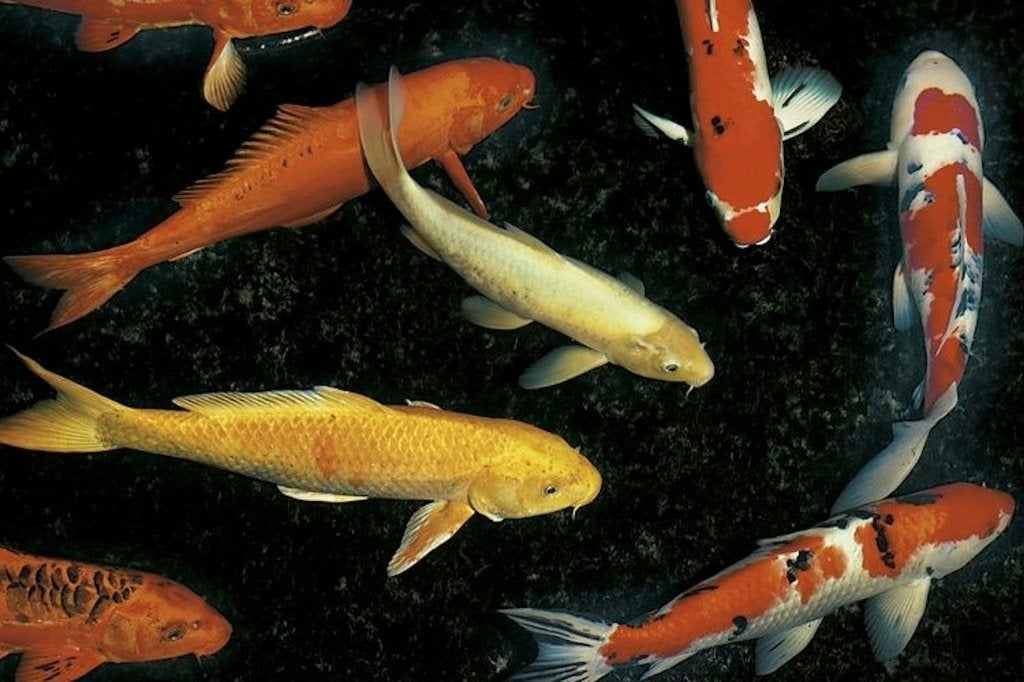 Koi karpers, Tuin en Terras, Ophalen