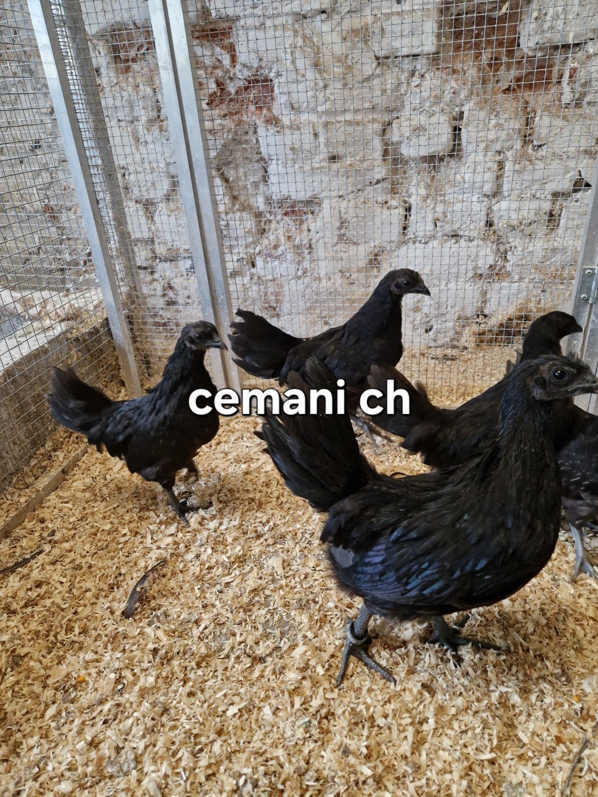 ayam cemani, Animaux & Accessoires, Volatiles