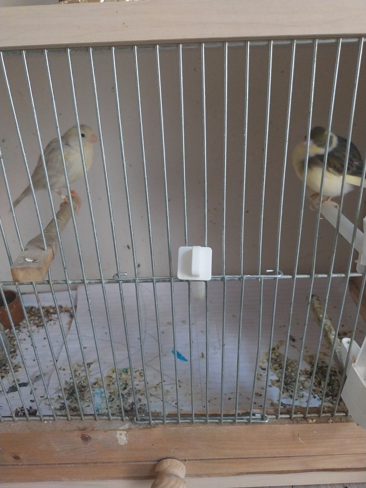 2 kanaries en vogelkooi, Dieren en Toebehoren