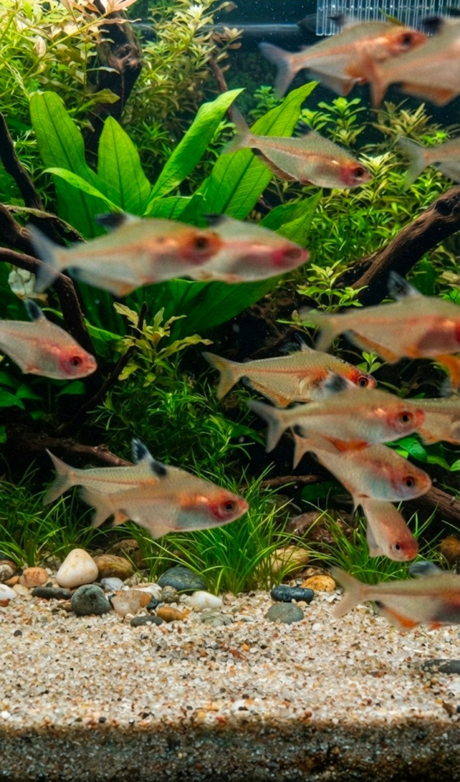 Red Minor (Hyphessobryçon serpae/Callistus) à vendre
