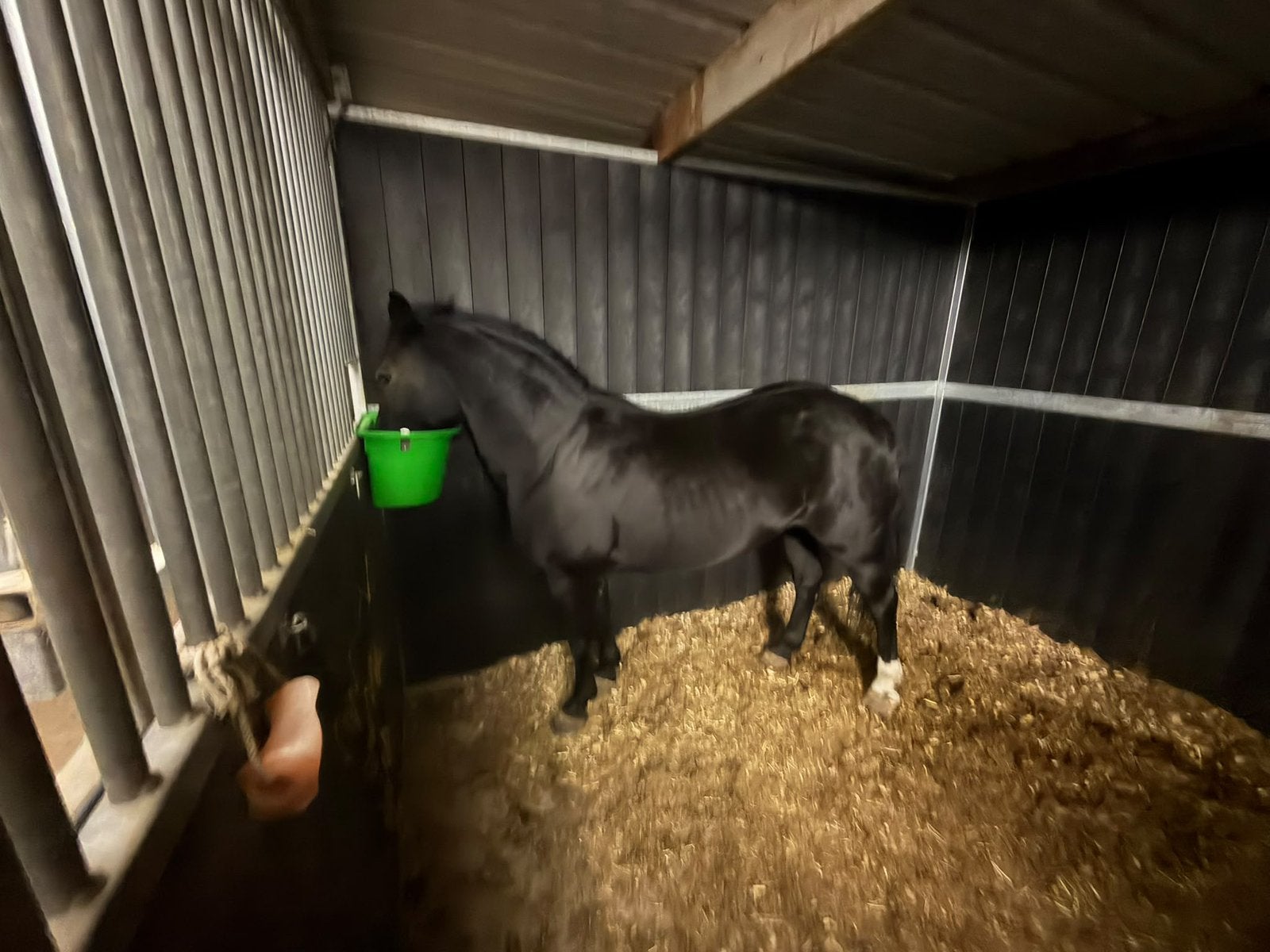 C pony te koop, Dieren en Toebehoren, Merrie, C pony (1.27m tot 1.37m), Springpony, 11 jaar of ouder