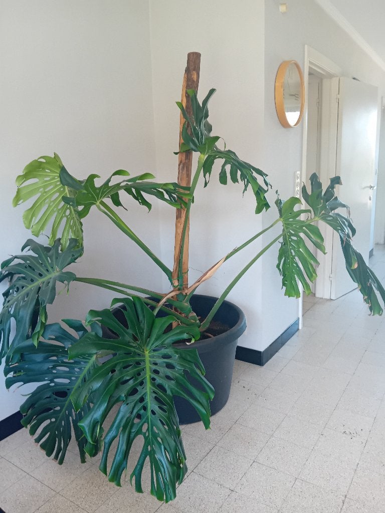 Monstera Deliciosa, Autres espèces, En pot, 150 à 200 cm, Enlèvement