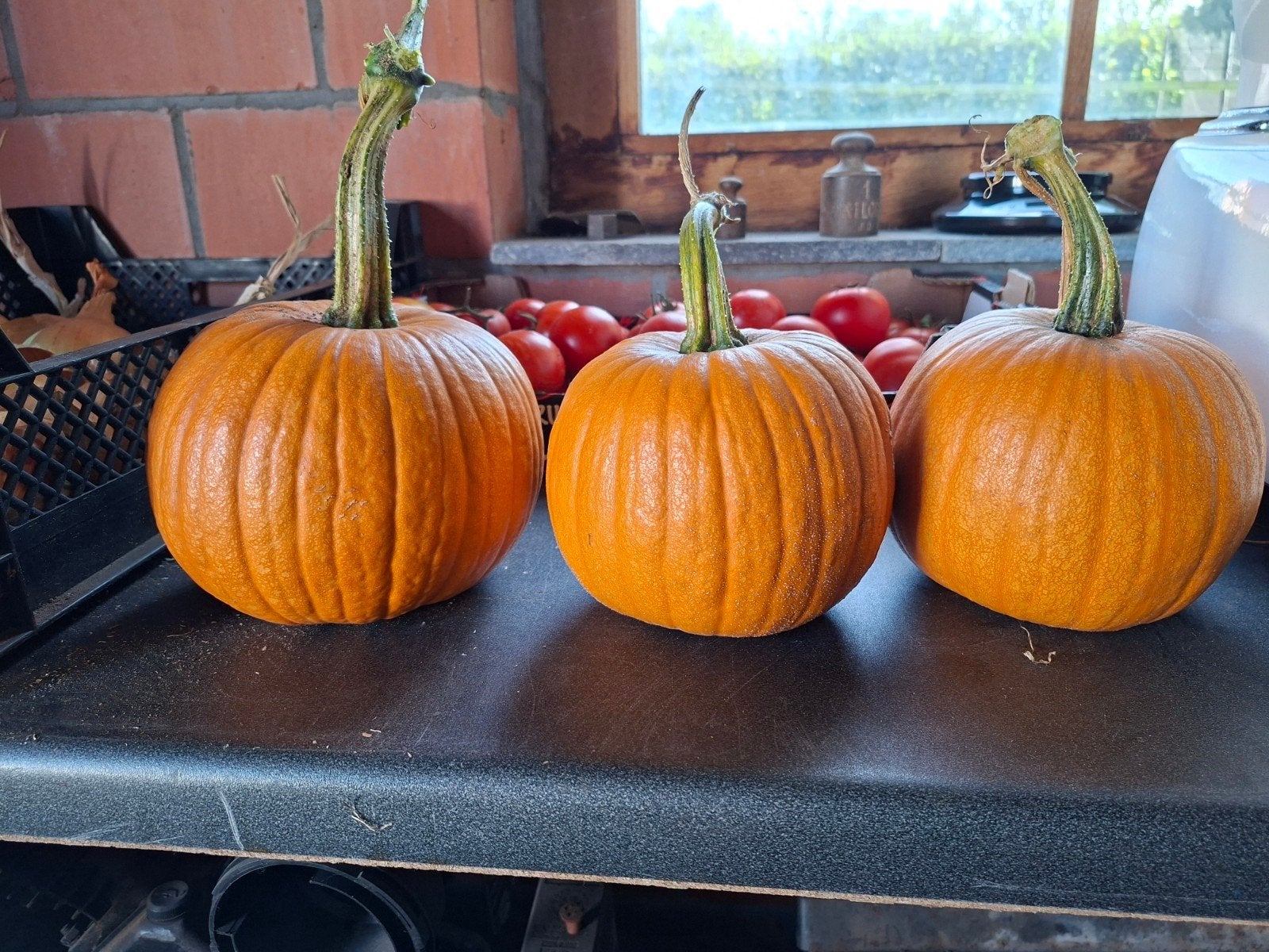 pompoenen voor Halloween, Ophalen of Verzenden