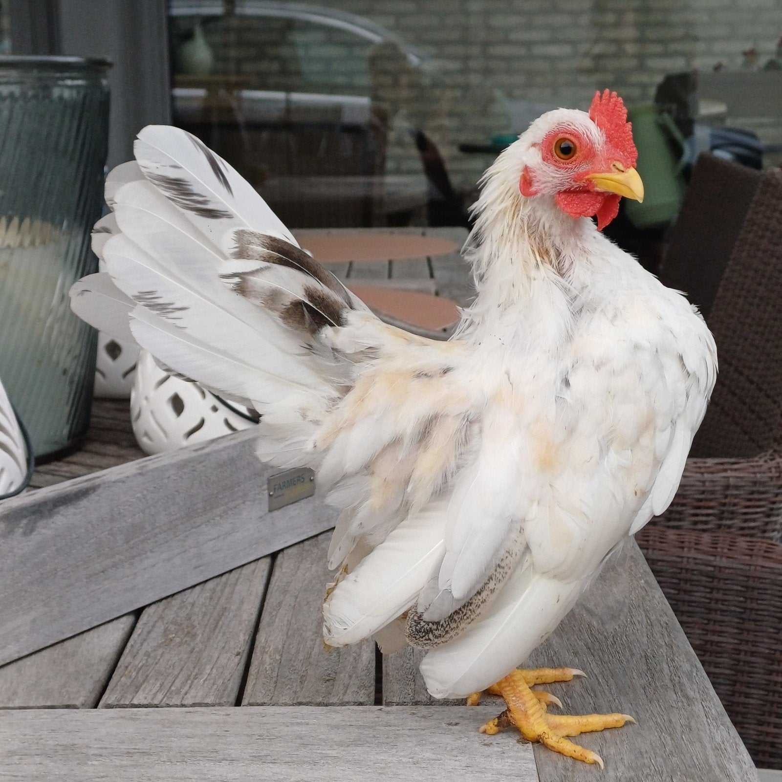 Coq Jong Serama, Animaux & Accessoires, Mâle, Poule ou poulet
