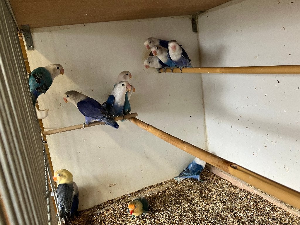 parkieten, Dieren en Toebehoren, Meerdere dieren, Dwergpapegaai of Agapornis, Geringd