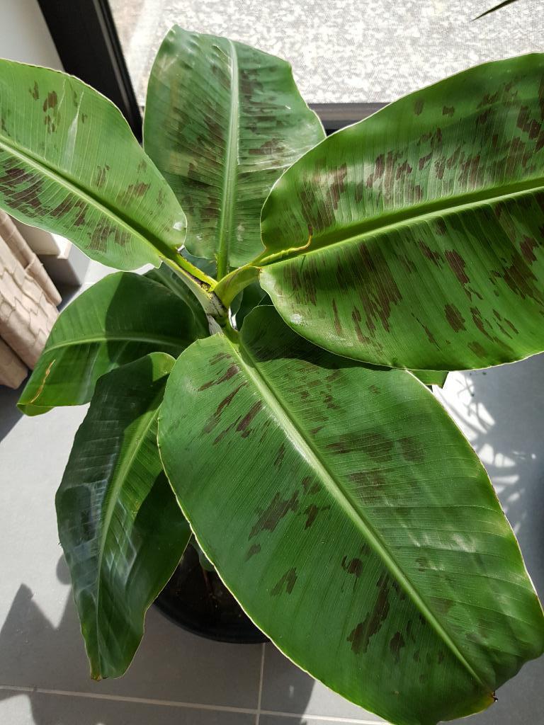 Bananenplant Musa Dwarf Cavendish, Tuin en Terras, Ophalen, Volle zon, Vaste plant, Zomer