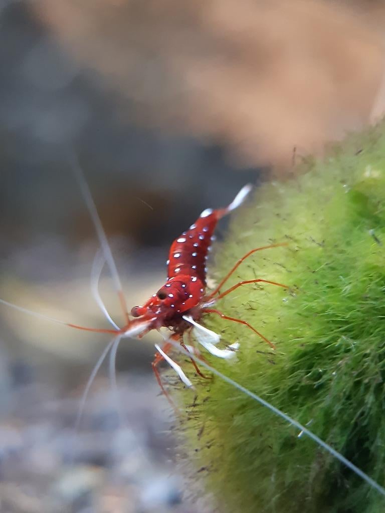 Crevettes Caridina dennerli Sulawesi