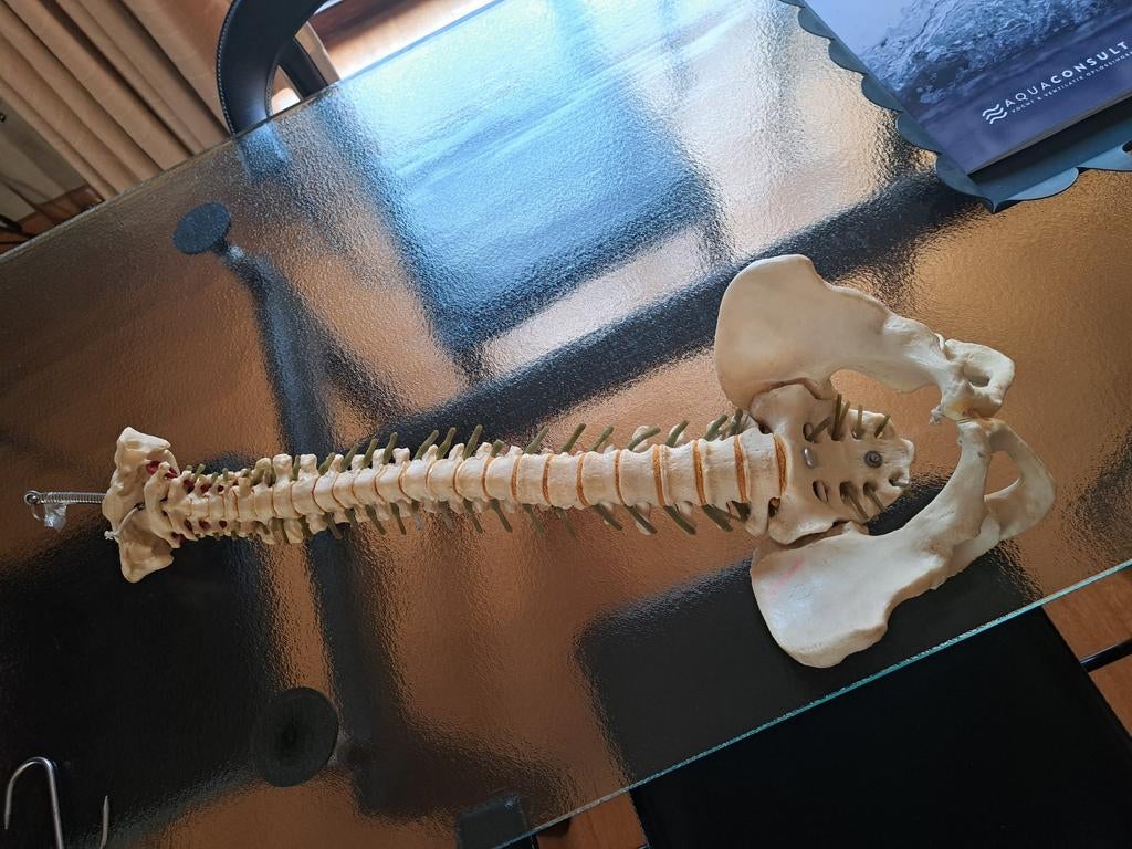 Anatomisch model  Klassiek flexibel wervelkolom model, Diversen, Ophalen of Verzenden