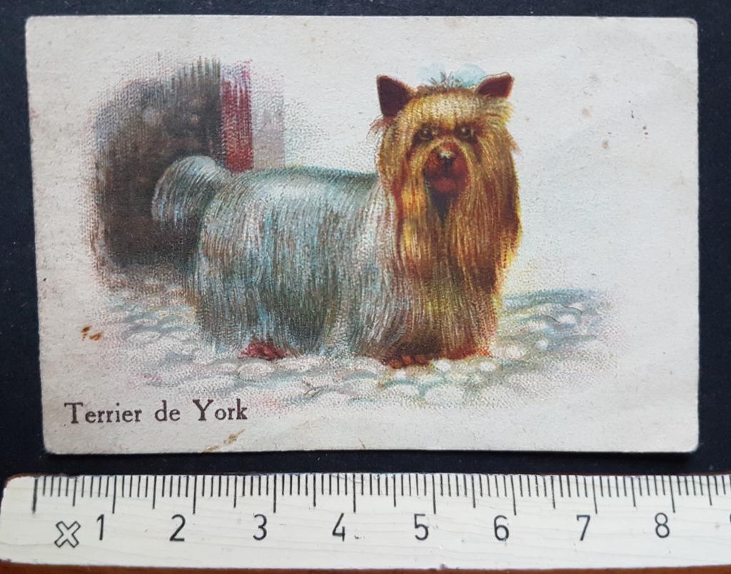 Chromo Cambrai Terrier de York Chicorée Bleu Argent Chien, Enlèvement ou Envoi, Avant 1940, Gravure, Utilisé