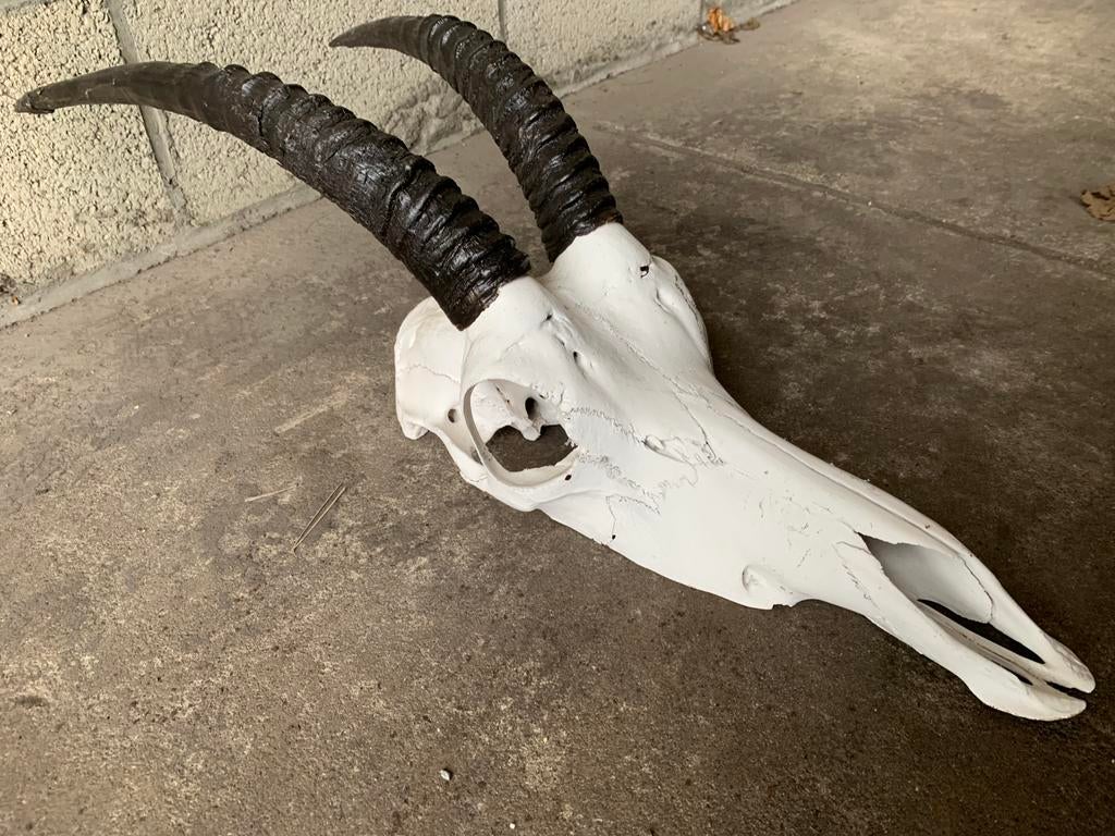 Crâne Antilope, Enlèvement, Comme neuf, Crâne