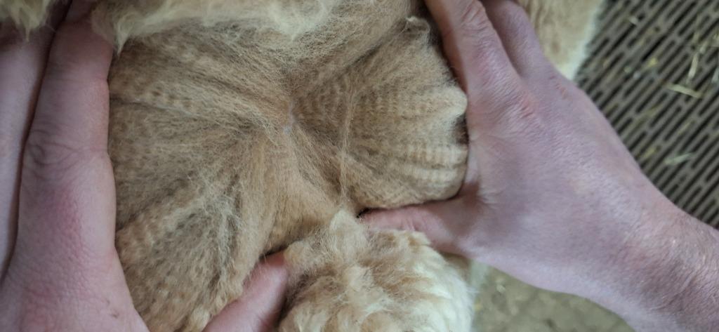 Alpaca vachten, Ophalen of Verzenden, Nieuw