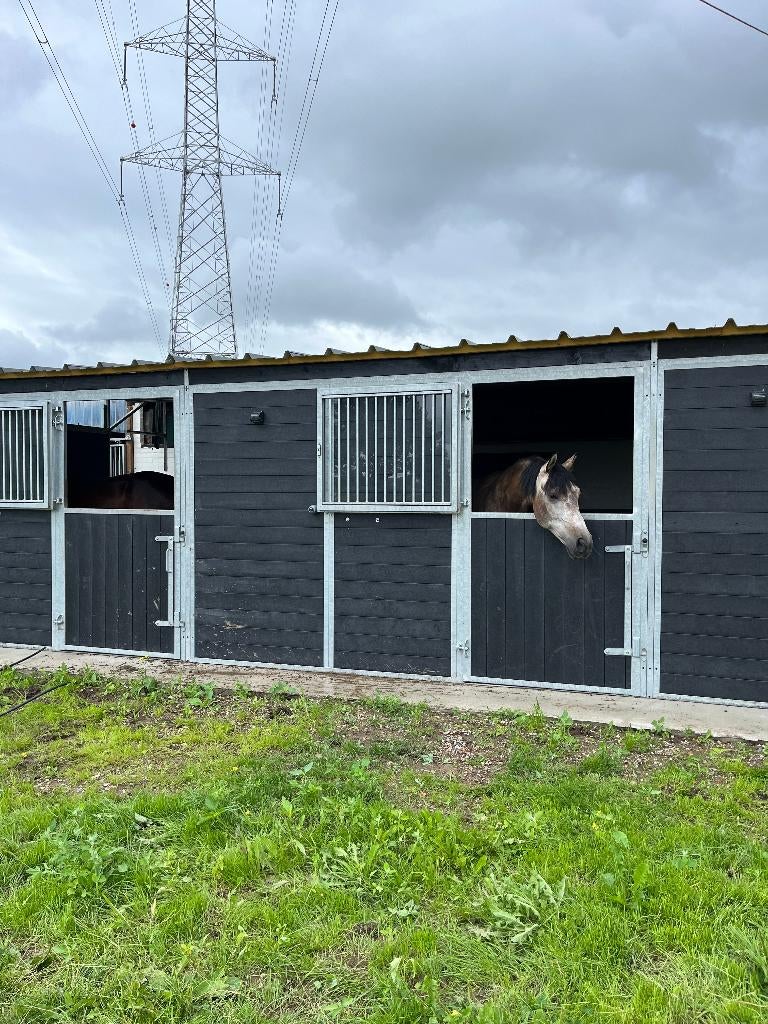 pensionstalling, weide, stal, Dieren en Toebehoren, Weidegang, 4 paarden of pony's of meer