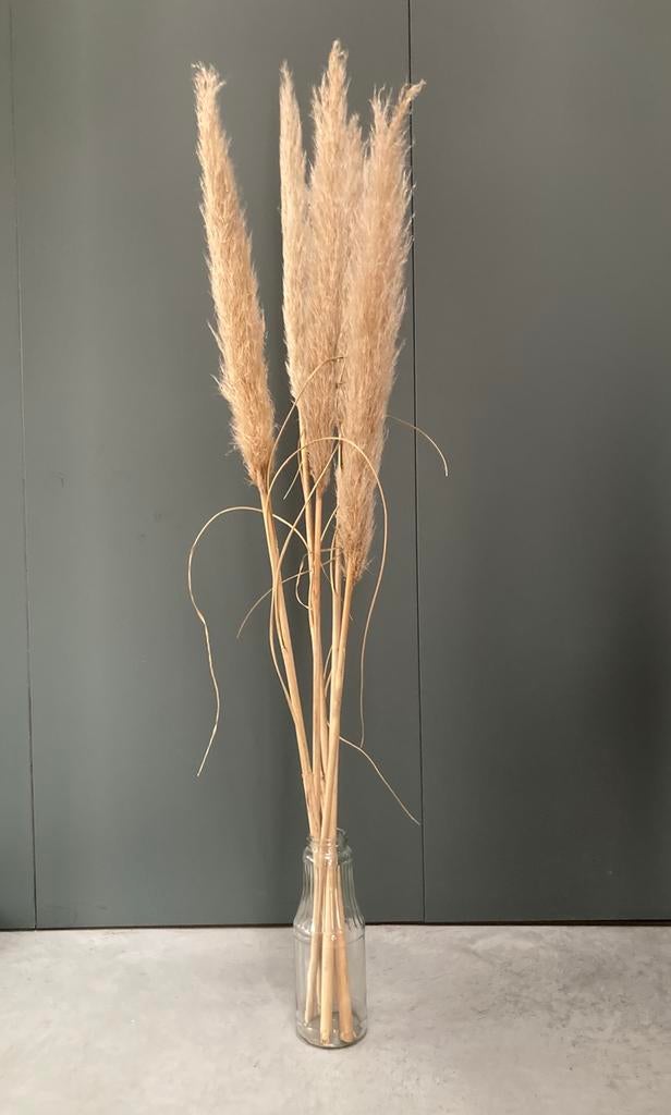 Droogbloemen, Enlèvement, Utilisé