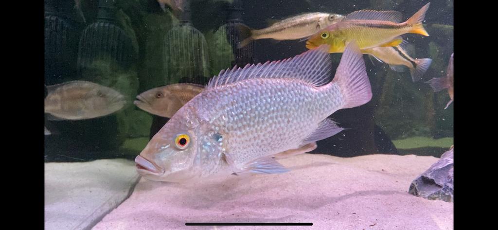 Kweekgroep Oreochromis Tanganicae, Dieren en Toebehoren, Vis, Zoetwatervis, Schoolvis