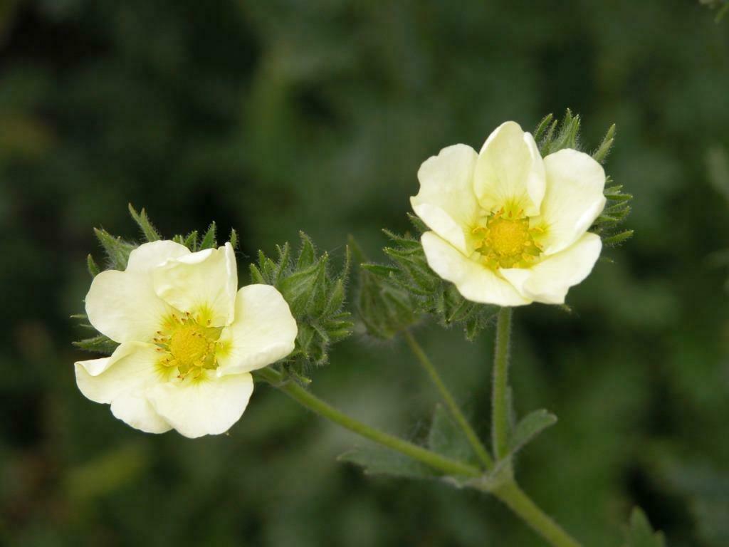 potentilla recta lichtgeel, Tuin en Terras, Planten | Tuinplanten, Ophalen