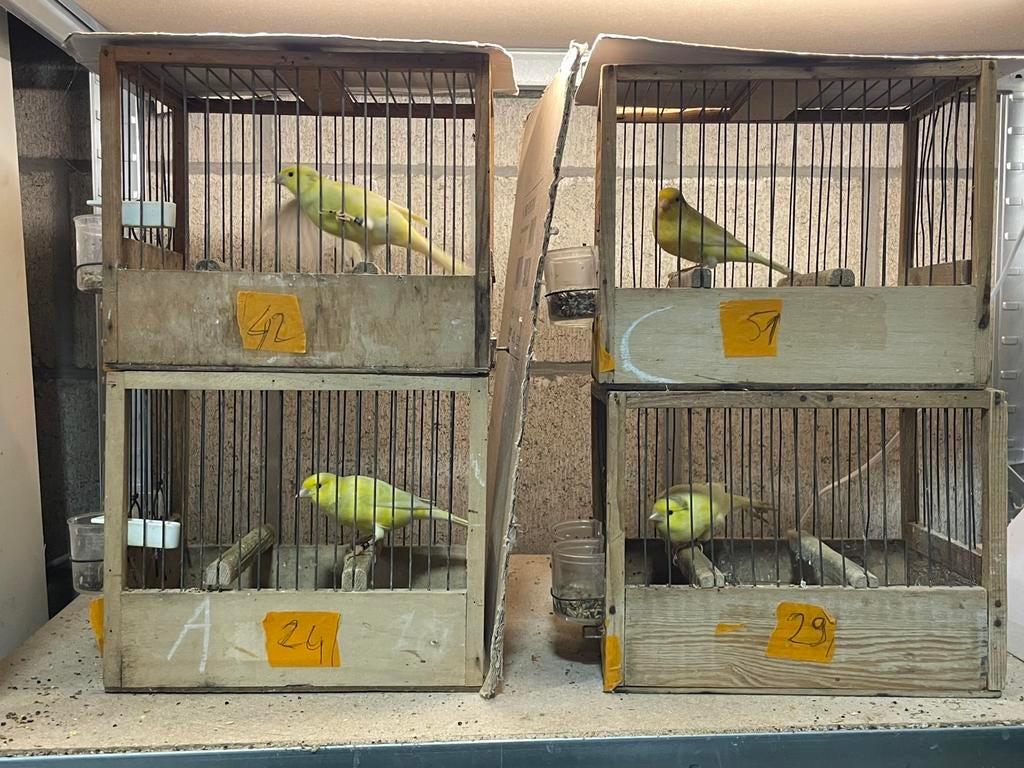 Kanaries, Dieren en Toebehoren, Mannelijk, Zangkanarie