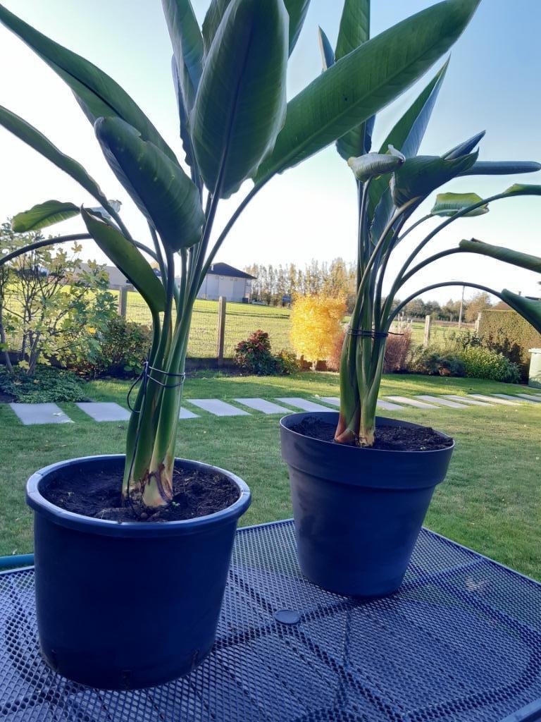 Strelitzia, Ophalen