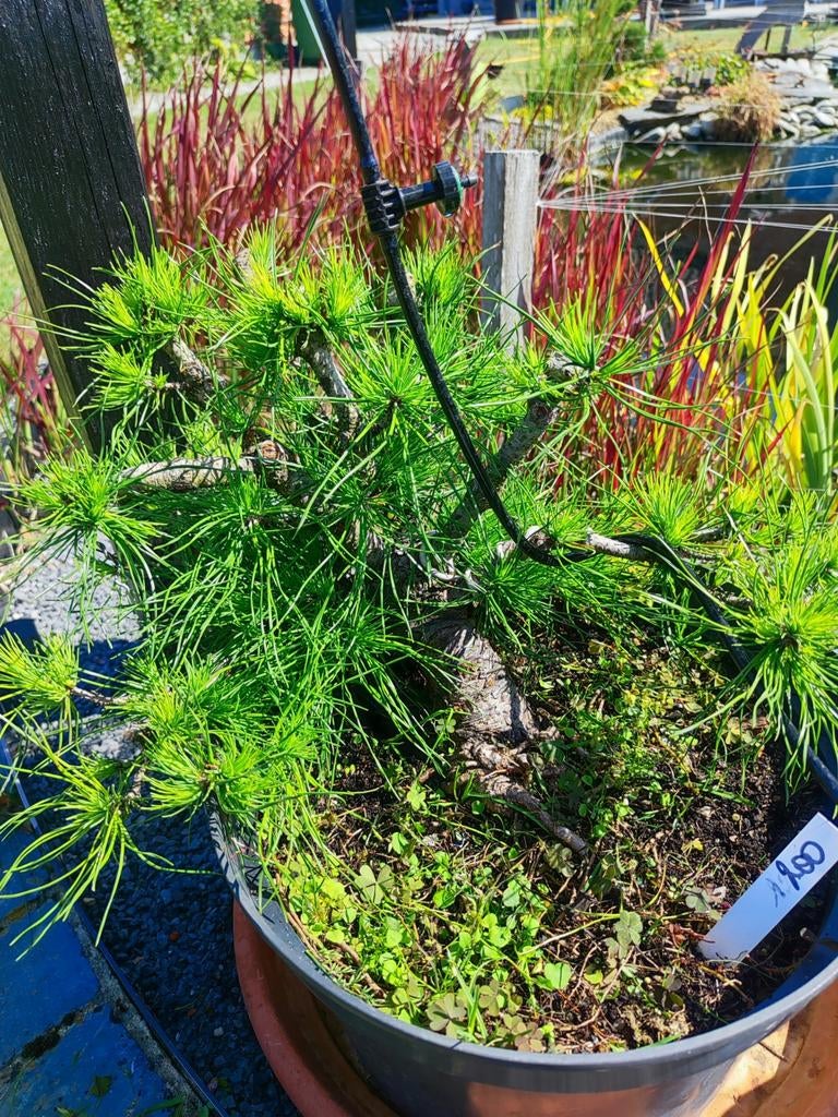 bonsai startplant pinus, Tuin en Terras, Ophalen