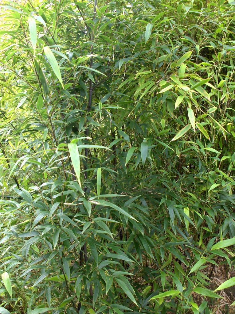 Bamboe Phyllostachys nigra. zwarte bamboe, Ophalen, Bamboe