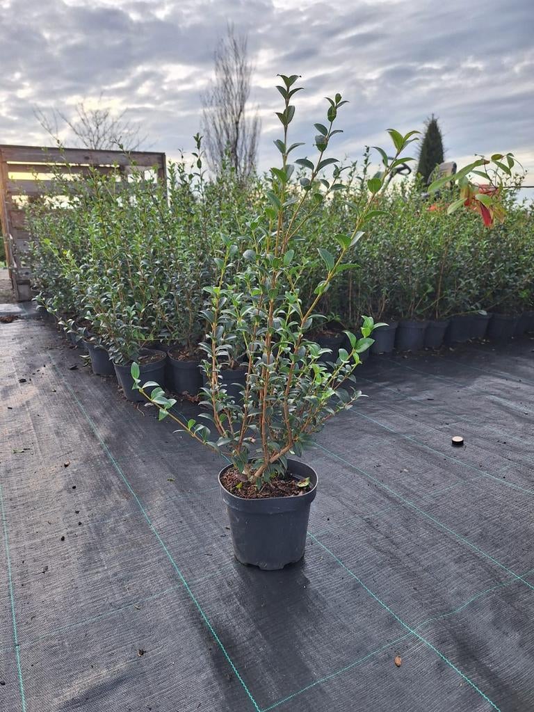 ‼️osmanthus Burkwoodii 40/60 aan promoprijzen ‼️, Enlèvement, Taxus