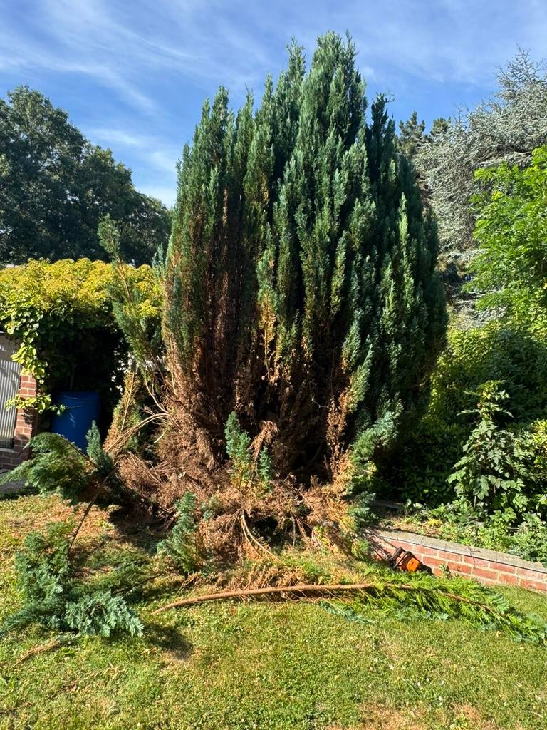 Jardín, Enlèvement ou Envoi
