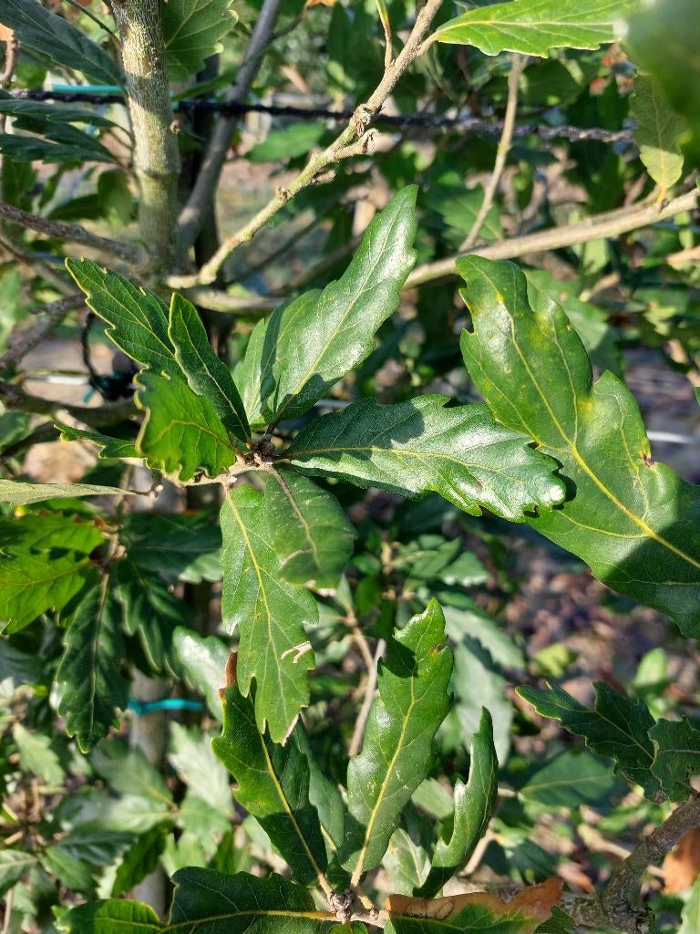 Turner-eik, groenblijvende eik, Tuin en Terras, Planten | Tuinplanten, Volle zon, Vaste plant, Lente, Ophalen