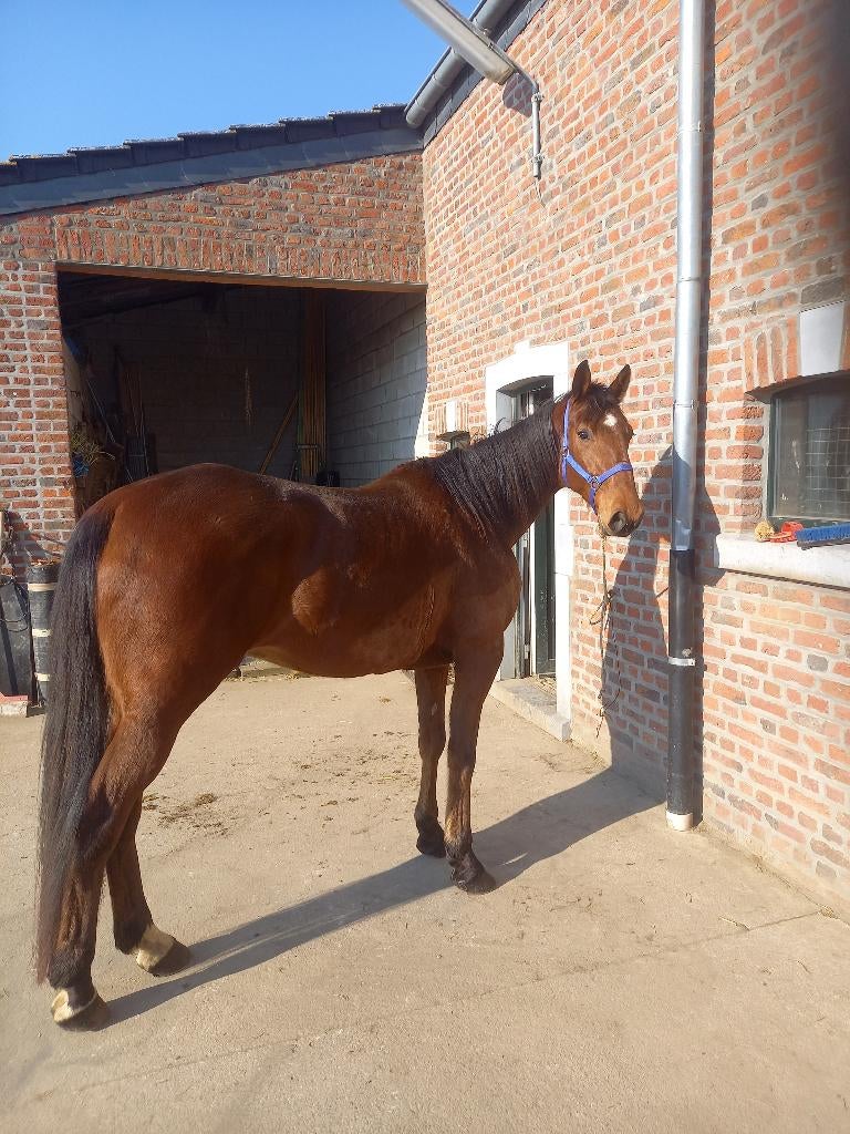 Hongre bai, Dieren en Toebehoren, Met stamboom, Ruin, Niet van toepassing, 3 tot 6 jaar