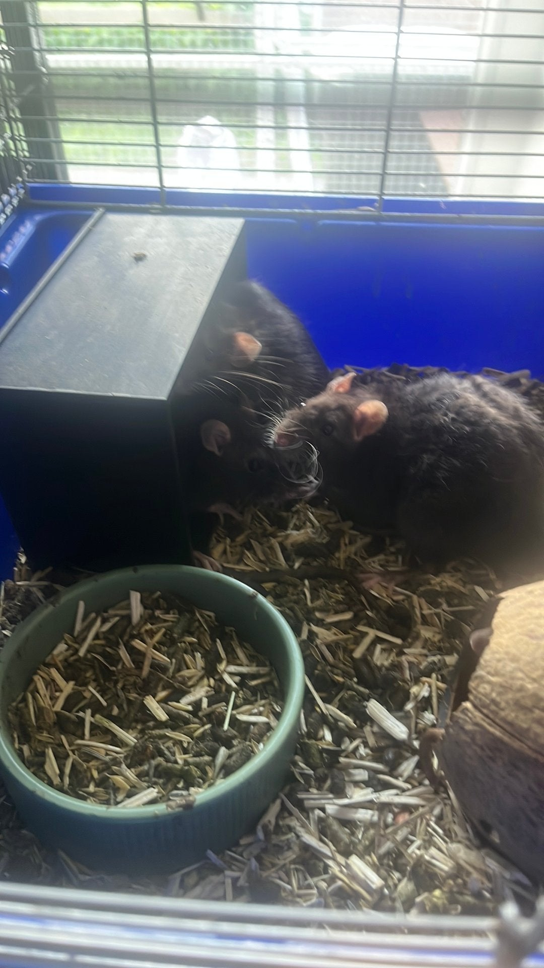 Tamme ratjes, Rat, Mâle, Domestique, Juillet
