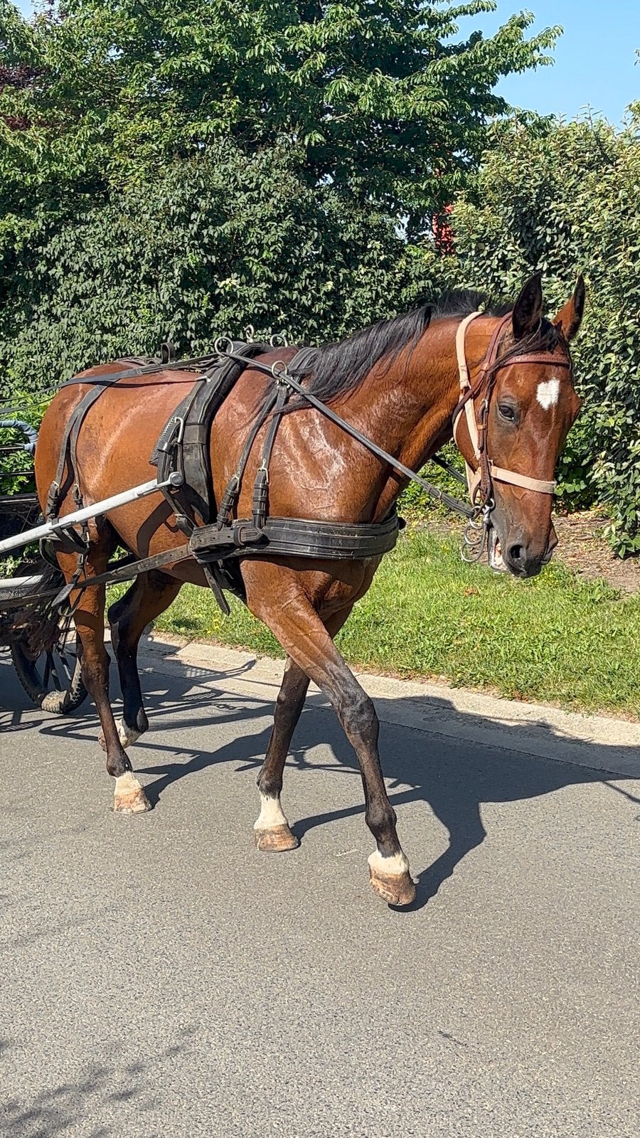 dravers ruin, Dieren en Toebehoren, Paarden, Ruin, Gechipt, 11 jaar of ouder