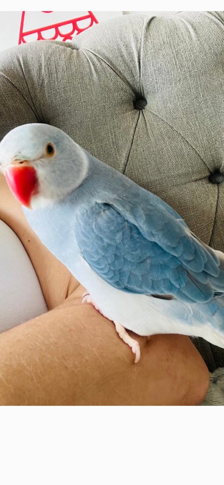 200€‏هjonge halsbandparkieten, Dieren en Toebehoren, Vogels | Parkieten en Papegaaien, Geslacht onbekend, Geringd
