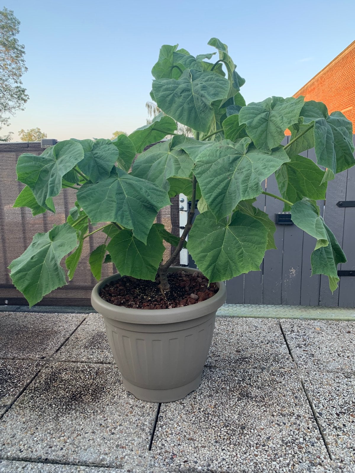Keizerboom - momenteel 90 cm hoog - Snelgroeiende boomsoort, Tuin en Terras, Planten | Bomen, Ophalen, In pot