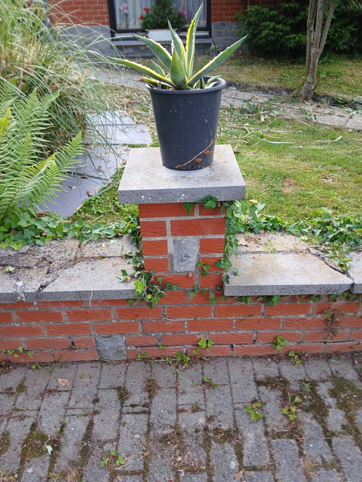 agave espagne, Jardin & Terrasse, Plantes | Jardin, Enlèvement ou Envoi