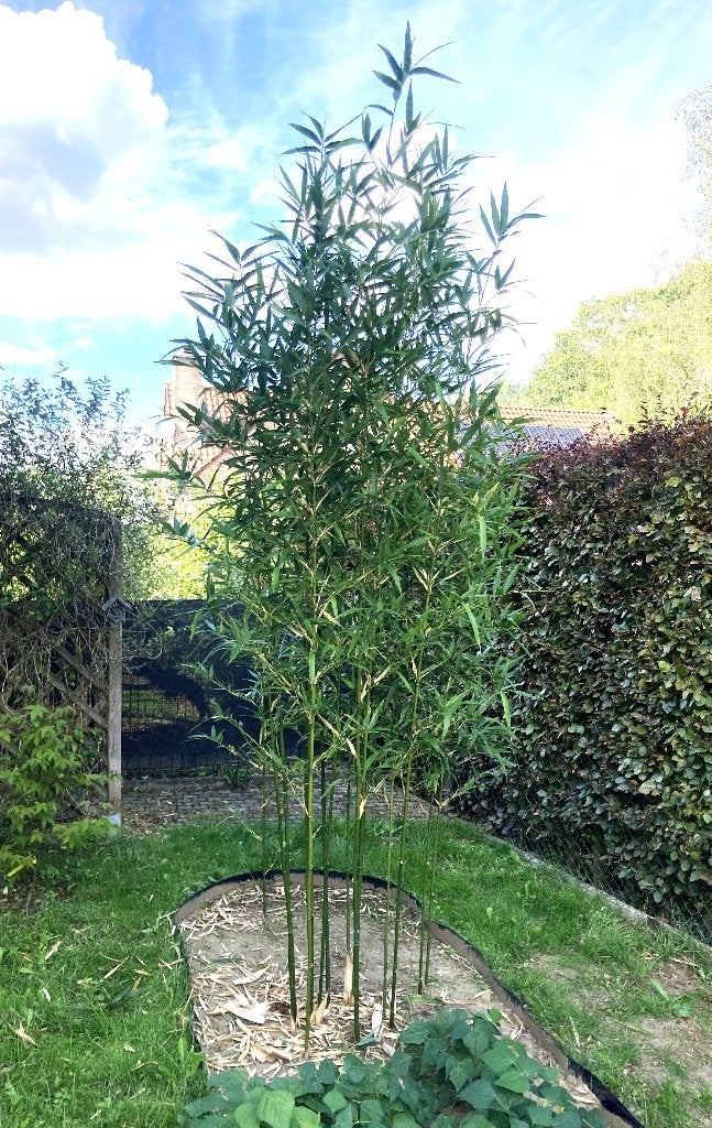 Bambou Semiarundinaria fastuosa Viridis, Jardin & Terrasse, Enlèvement, Bambou, 250 cm ou plus