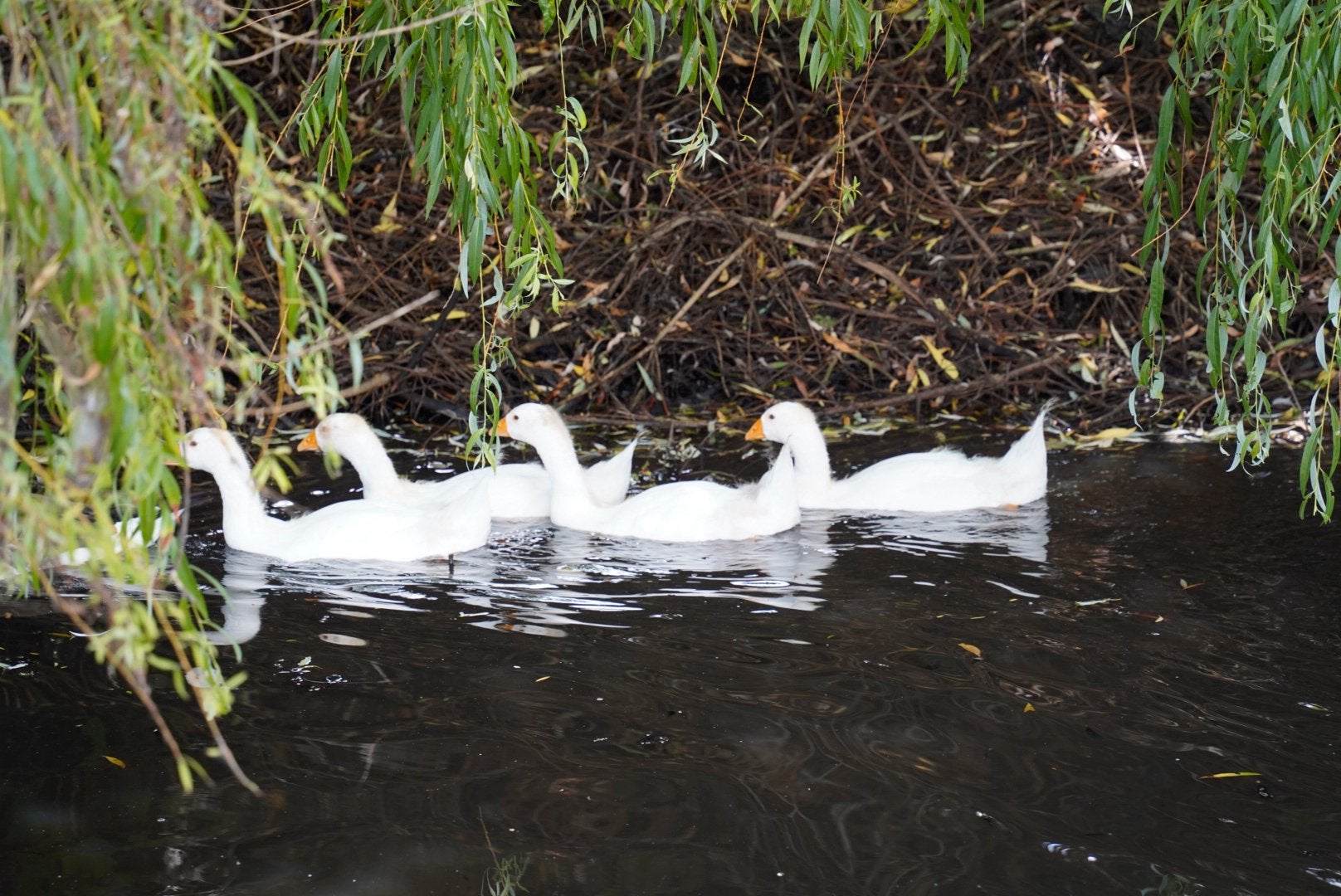 4 witte jong ganzen, Meerdere dieren, Gans of Zwaan