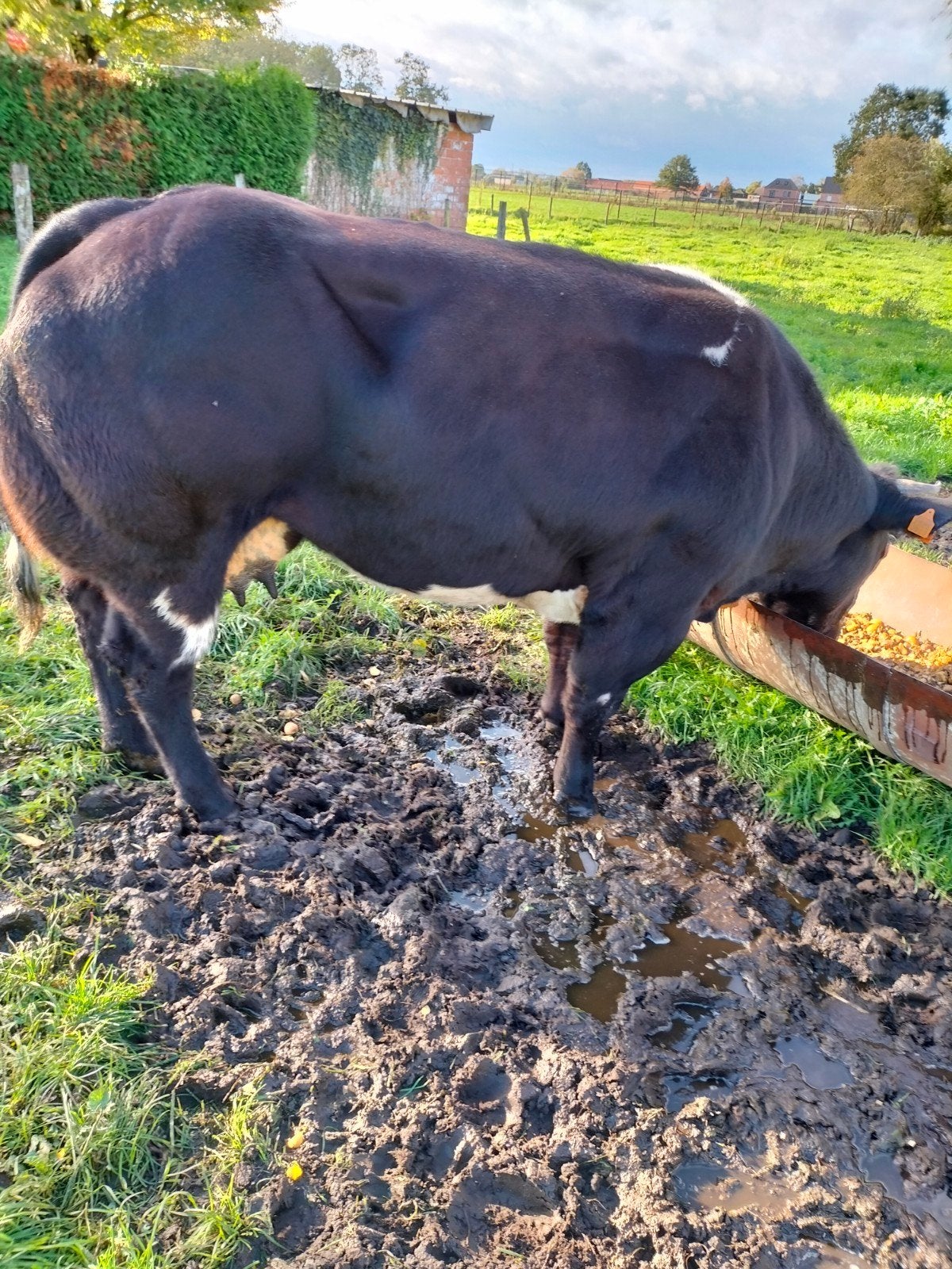 dikbil koe met stierkalf, Dieren en Toebehoren