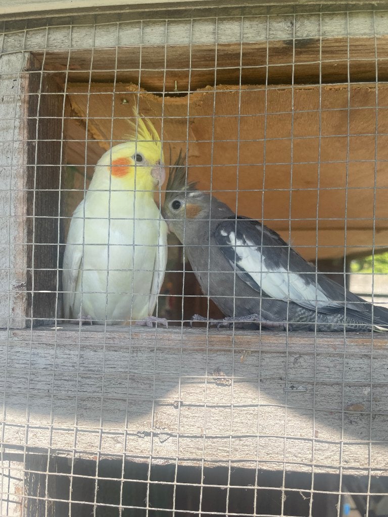 Vier jonge valkparkieten, net uitgevlogen, Plusieurs animaux, Perruche