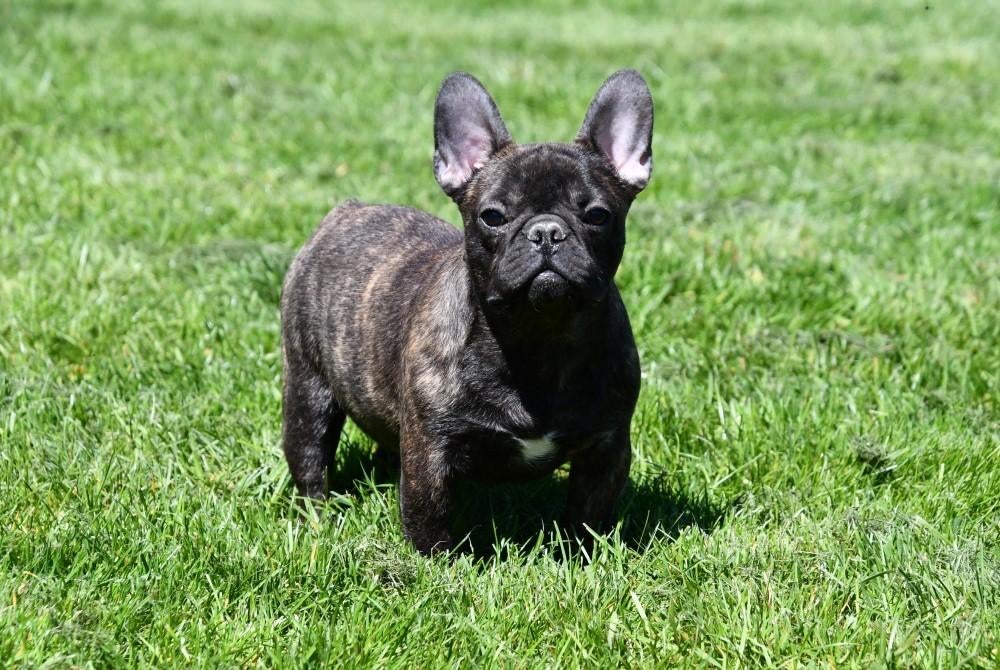 Franse Bulldog pups te koop