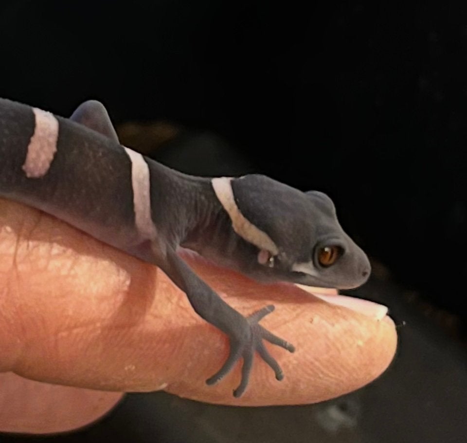Goniurosaurus luii, Chinese grotgekko, Animaux & Accessoires