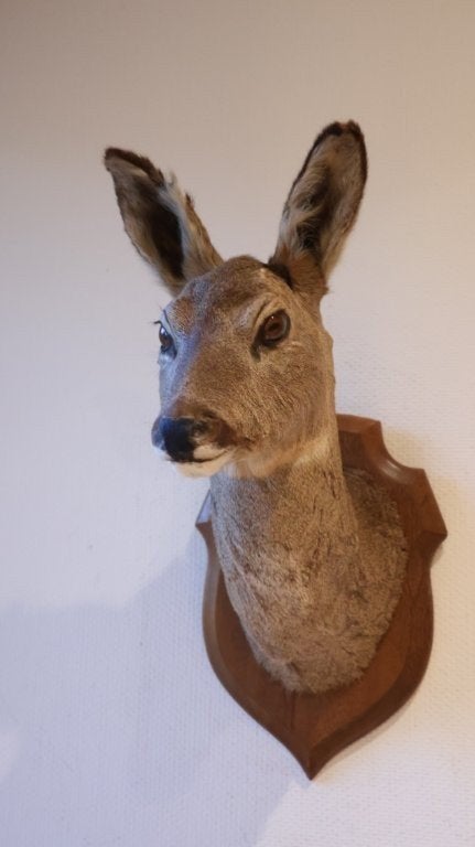 Taxidermie Opgezette Reeënkop, Verzamelen, Ophalen of Verzenden, Gebruikt, Hert, Gewei of Kop