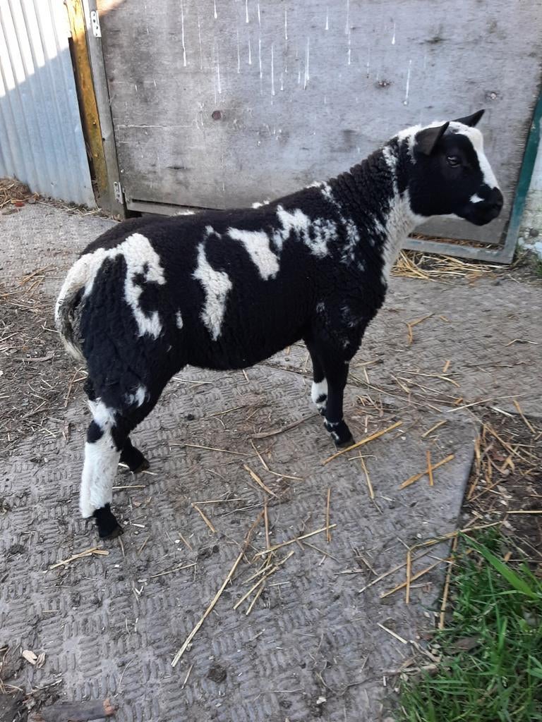 Baggerbond bok lam, Dieren en Toebehoren, Schapen, Geiten en Varkens