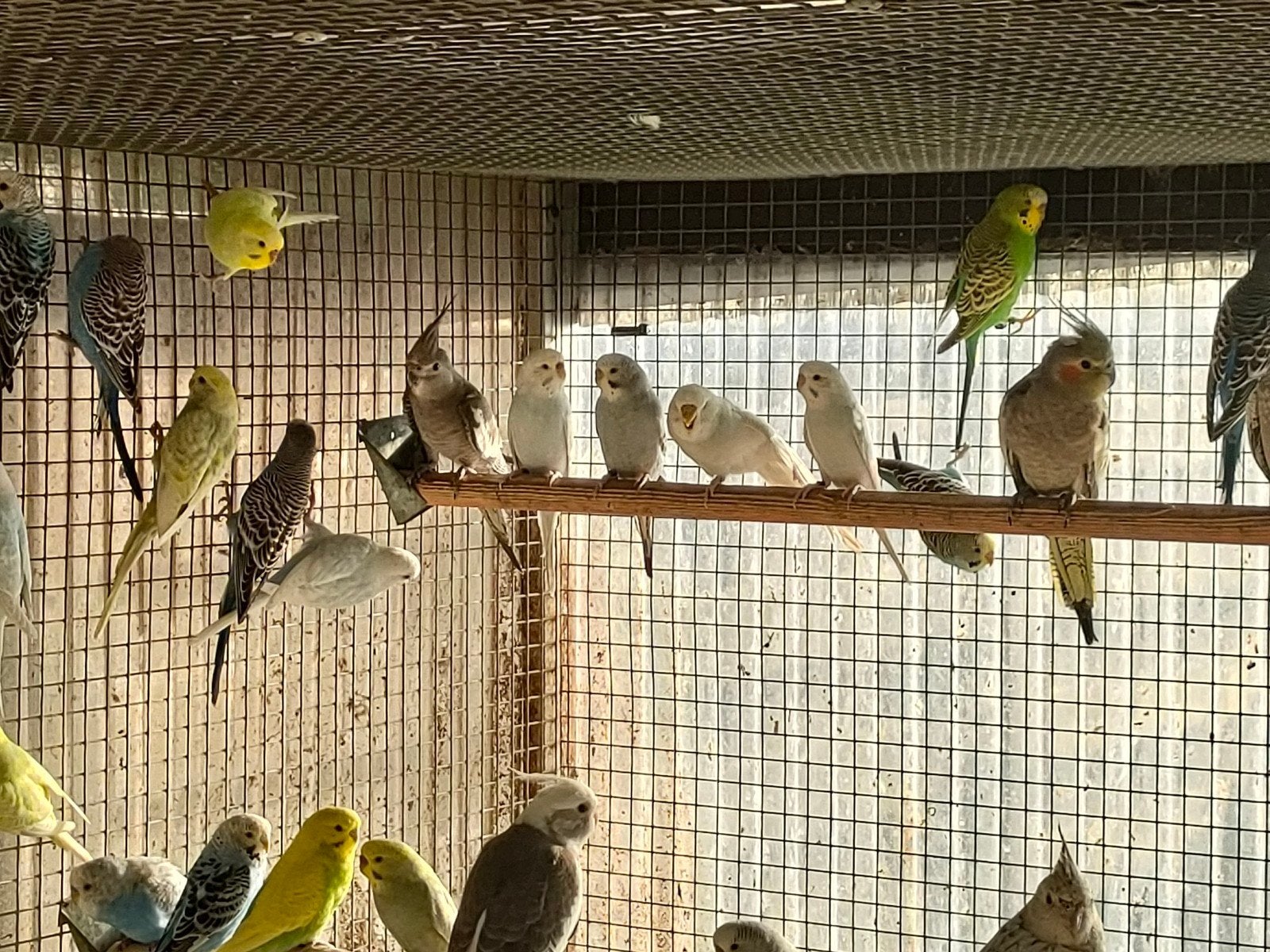 Grasparkieten, Meerdere dieren, Parkiet