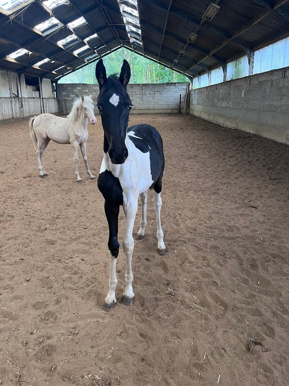 Barock pinto merrie veulen, Merrie, Met stamboom, Niet van toepassing, Dressuurpaard