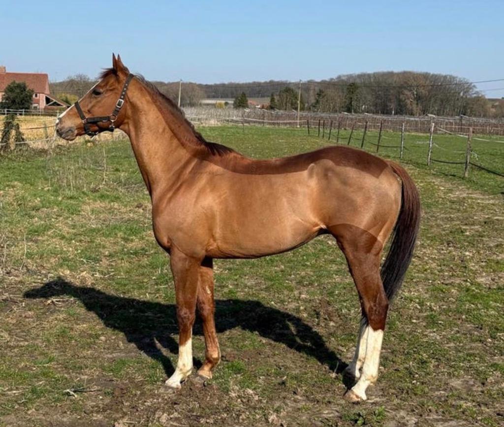 Lieve 9 jarige ruin zoekt warme thuis, Dieren en Toebehoren, Paarden, Ruin, 7 tot 10 jaar, 160 tot 165 cm, Recreatiepaard