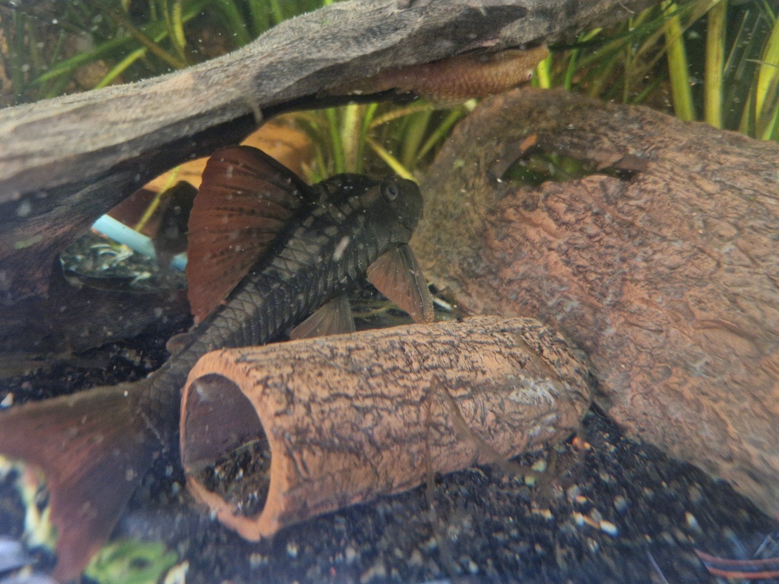 pleco L-nummers, Vis, Zoetwatervis