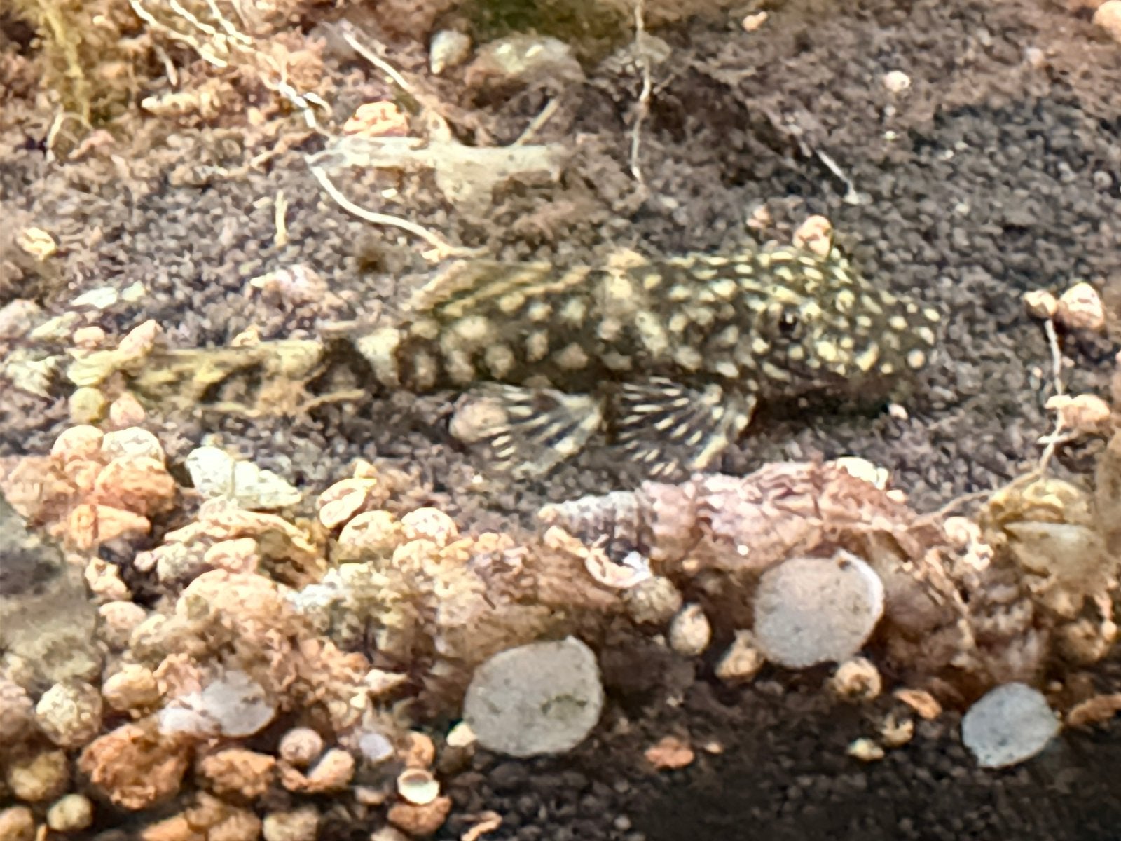 Gratis baby katvissen en planten voor aquarium, Ophalen