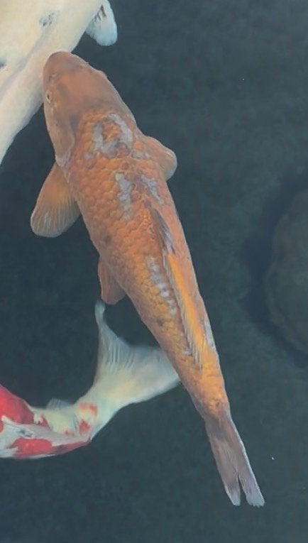 Koi ochiba 60cm, Dieren en Toebehoren