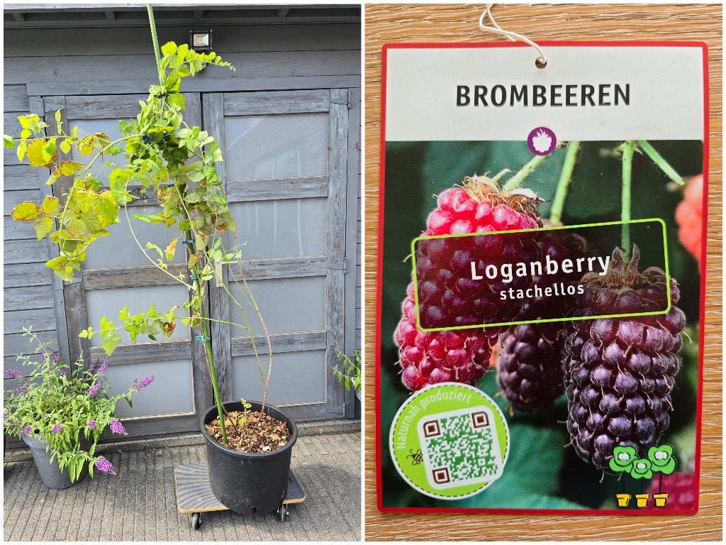 Loganberry= braambes X framboos, Jardin & Terrasse, Enlèvement, 100 à 250 cm, Autres espèces, Été