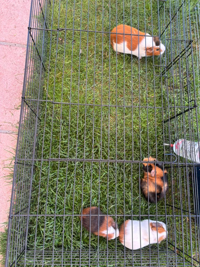 cavia, Dieren en Toebehoren, Knaagdieren, Cavia, April, Mannelijk, Tam